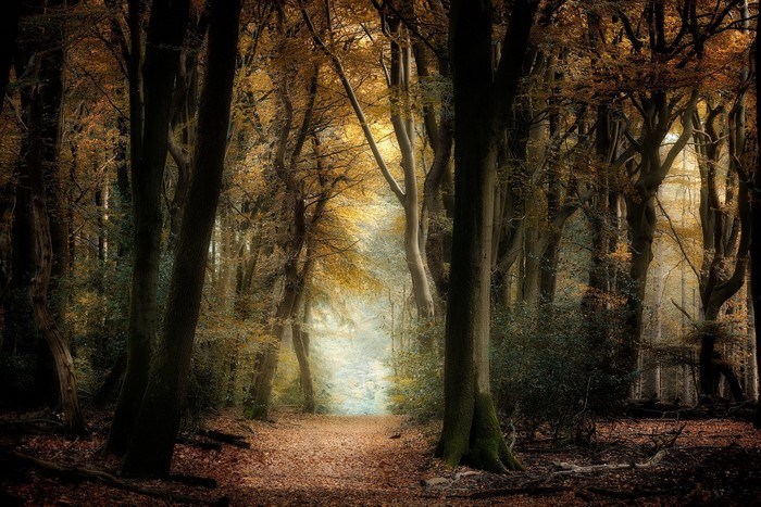 Autumn forest path with fallen leaves