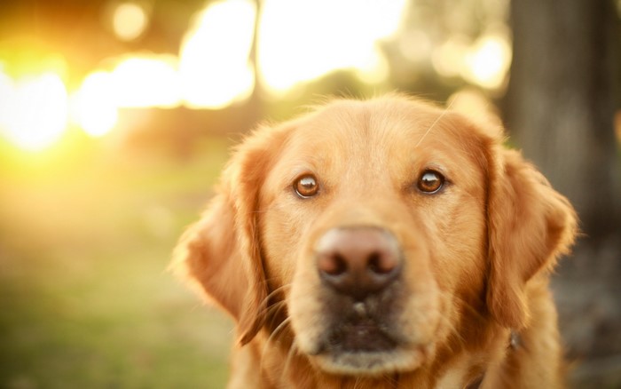 Golden Retriever dog in sunlight
