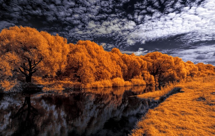 Orange trees line a river under a cloudy sky