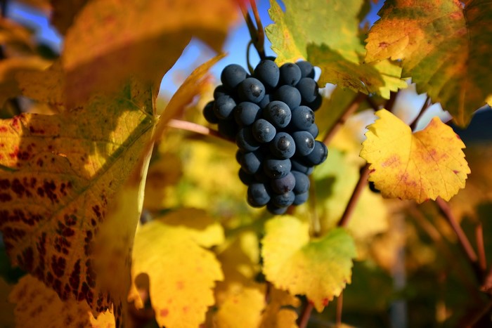 Bunch of dark grapes on a vine with autumn leaves