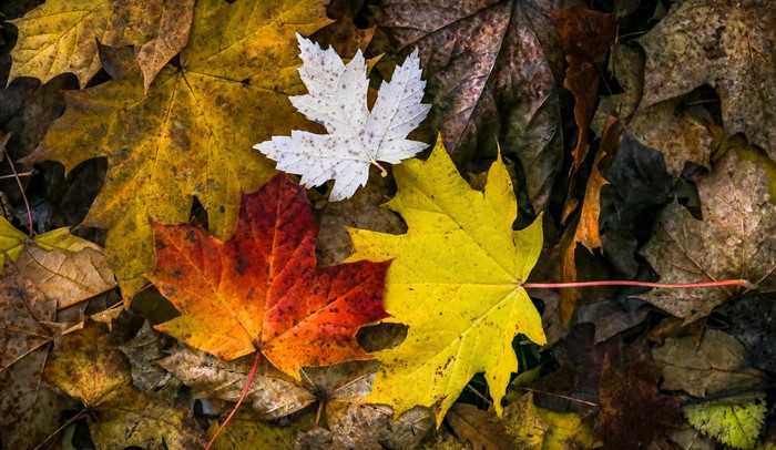 Colorful autumn maple leaves on the ground