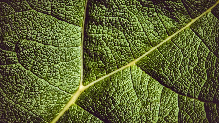 Close-up of a green leaf with prominent veins