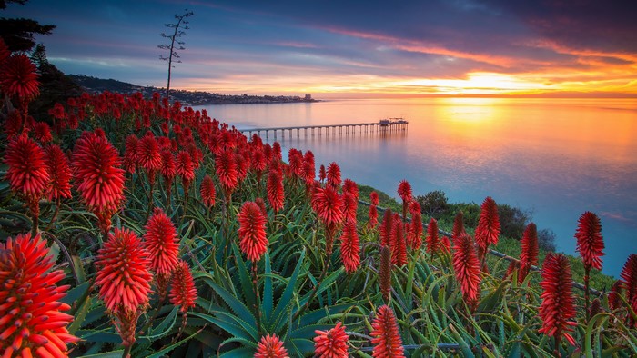 Red Flowers on Cliff Overlooking Ocean at Sunset
