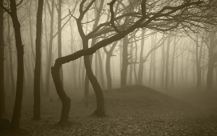 Misty forest with bare trees and fallen leaves