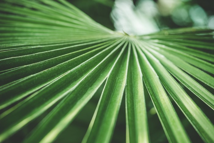 Close-up of a green palm leaf