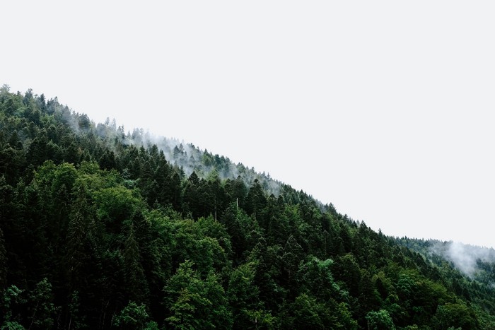 Misty forest on a hillside