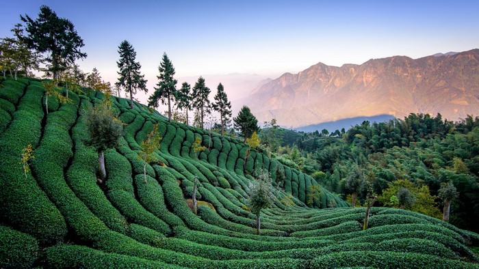 Tea plantation on hills with mountains in background