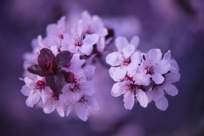 Close-up of purple cherry blossoms with dark leaves