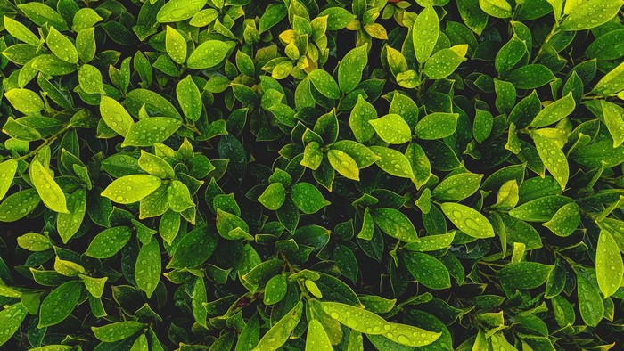 Green leaves with water drops