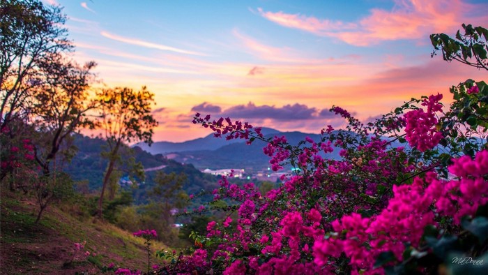 Pink flowers and trees at sunset over mountains