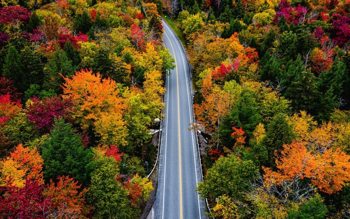 Aerial view of a road through a forest in autumn