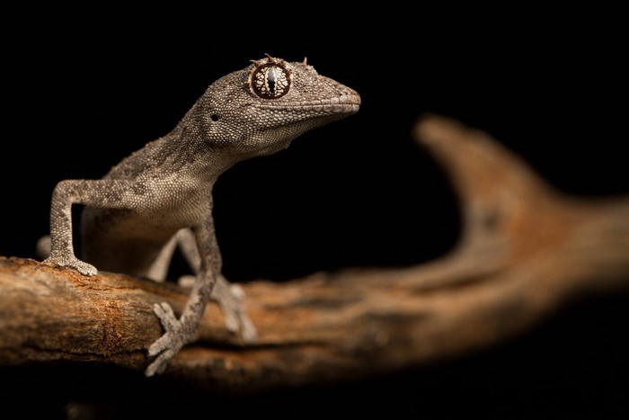 Gecko on a branch