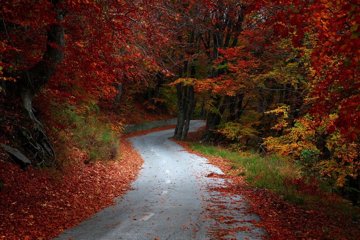 Winding road through autumn forest with red leaves