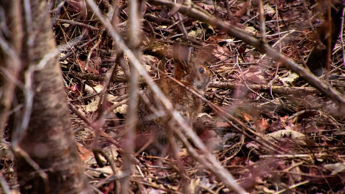 Rabbit hiding in branches and leaves