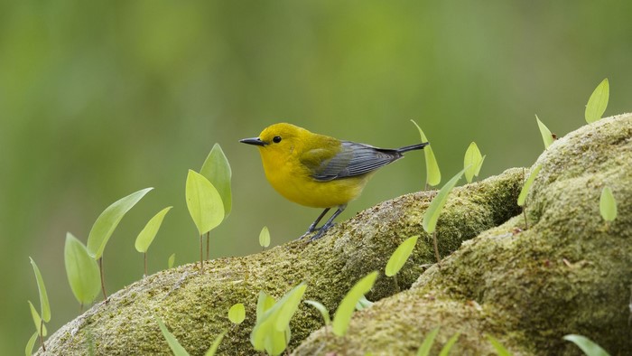 Yellow bird on mossy branch with green leaves