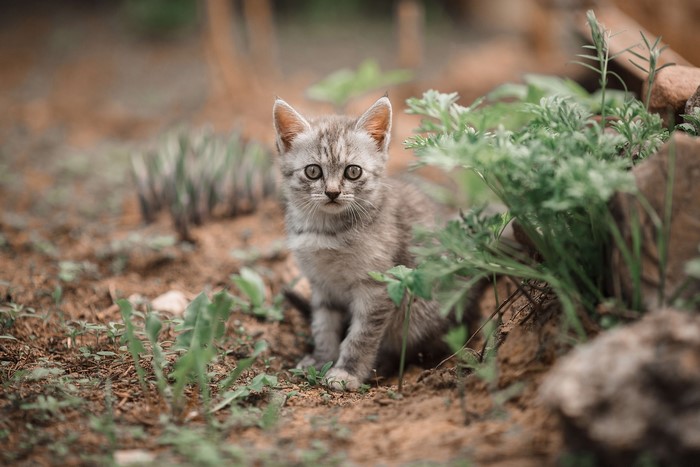 A small tabby kitten sits outdoors in the dirt and grass.