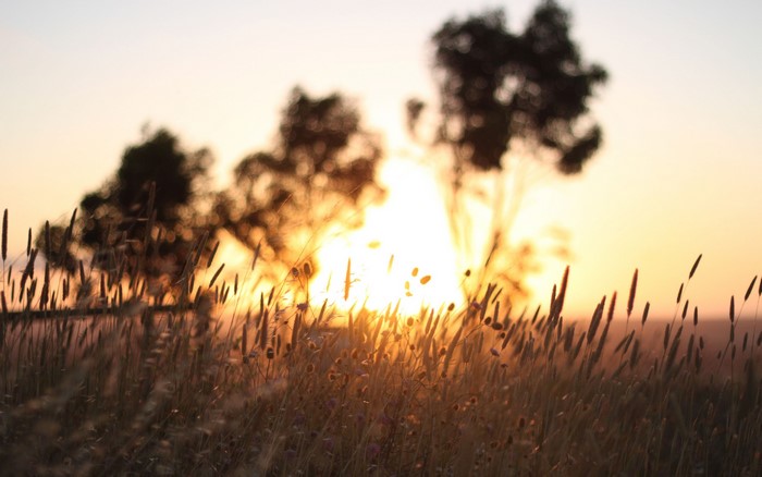 Sunset over a field with trees and grass