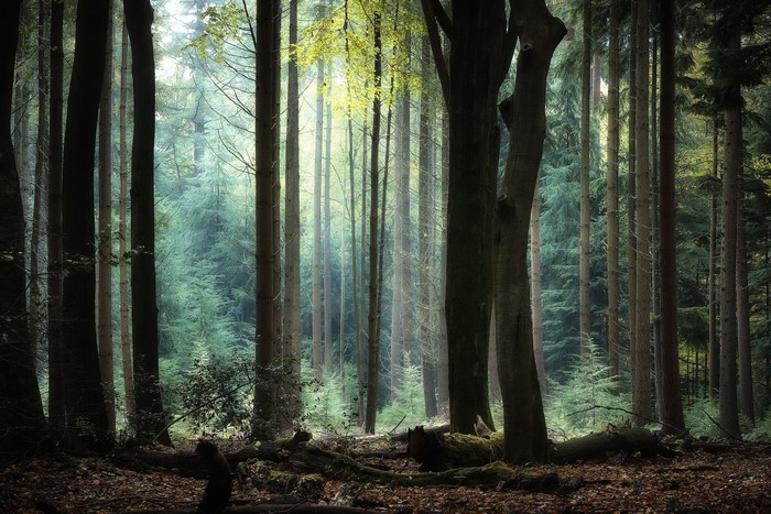 Sunlight filtering through a dark forest with tall trees