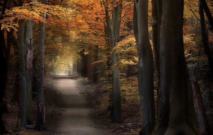 Path through a forest in fall with autumn leaves