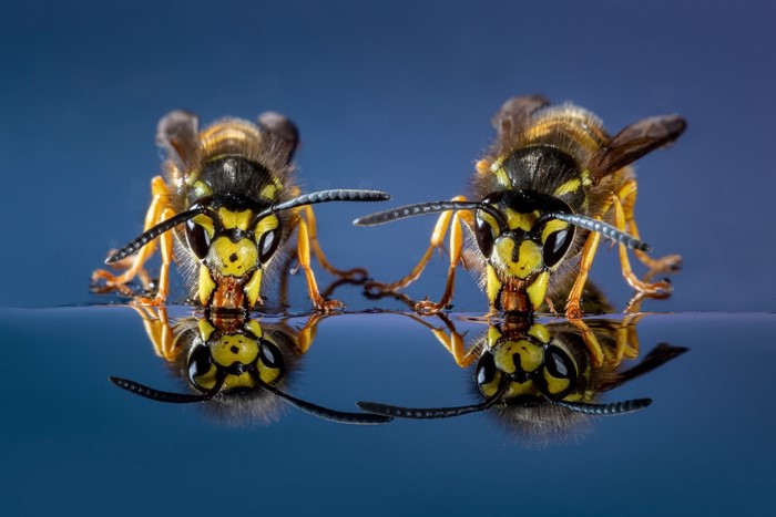 Two wasps drinking water with reflections