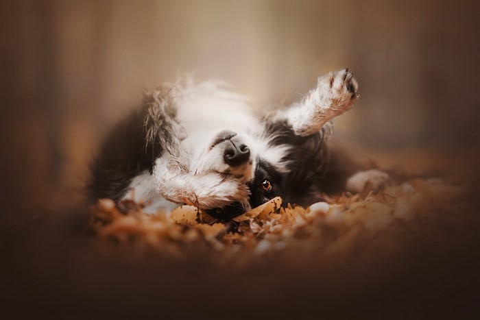 Border Collie dog lying on autumn leaves