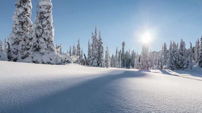 Snow-covered trees in a winter landscape with sun