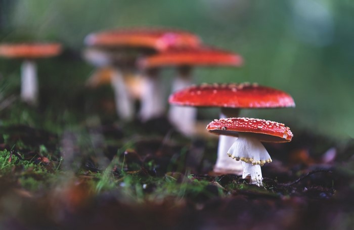 Red and white mushrooms in a forest
