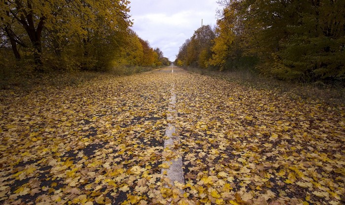 Road covered in fallen leaves during fall