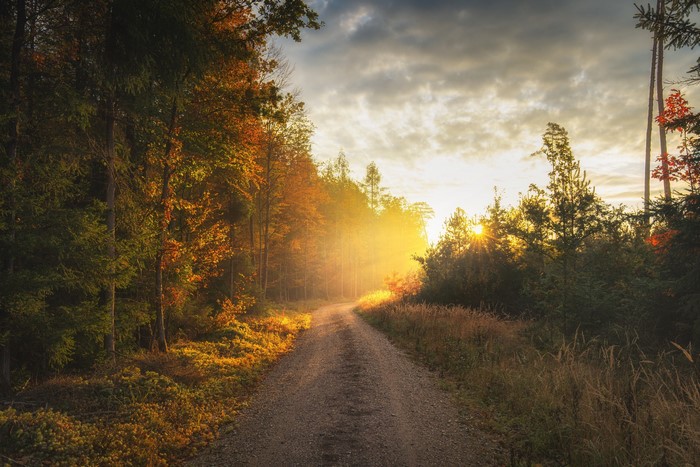 Dirt road through autumn forest at sunrise