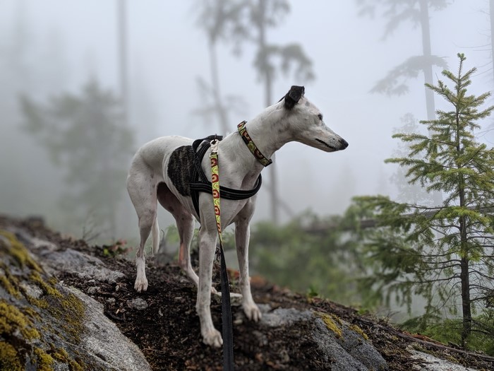 Whippet dog on a foggy mountain trail