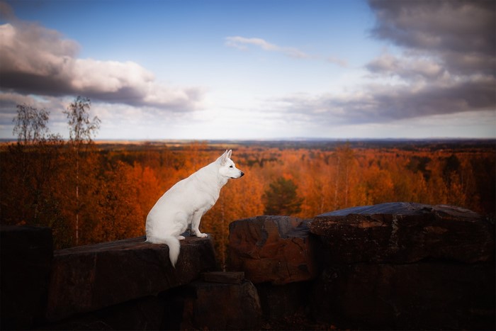 White Swiss Shepherd dog on rocks overlooking autumn forest