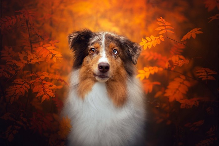 A dog with heterochromia in autumn foliage