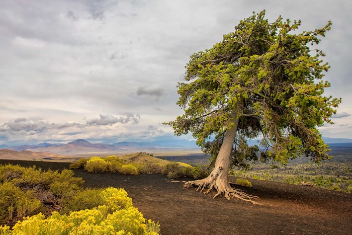 Tree on a volcanic landscape with mountains in the distance