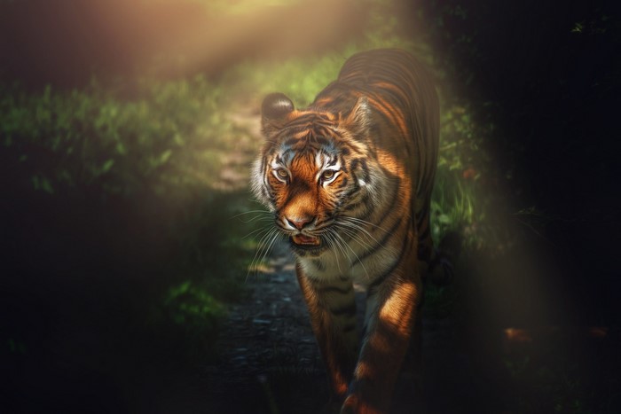 Tiger walking on a path in a forest