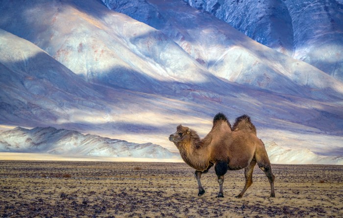 A Bactrian camel walks across a barren landscape with mountains in the background.