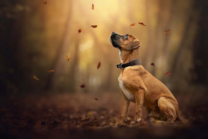 Dog sitting in autumn leaves looking up