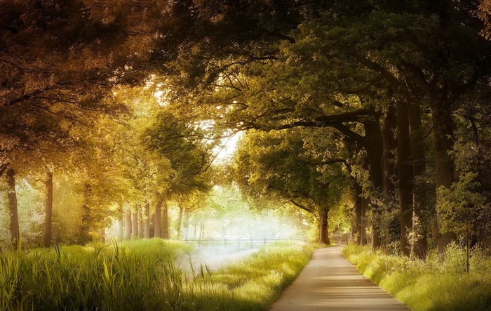 Tree-lined path in autumn with sunlight
