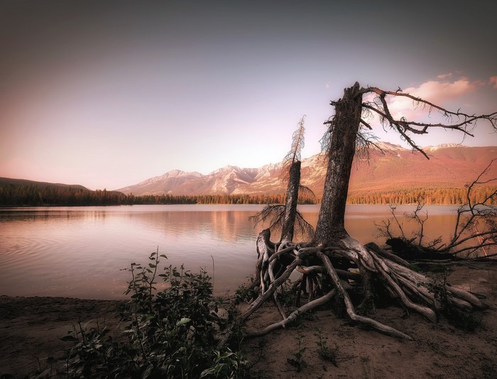 Dead tree roots by a lake with mountains