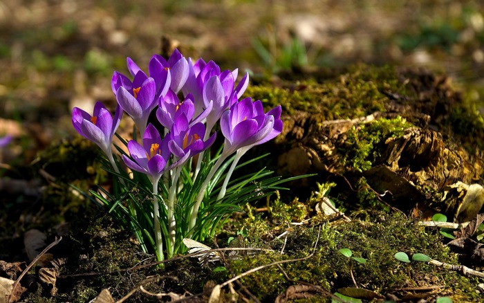 Purple Crocus Flowers Blooming Near Mossy Stump
