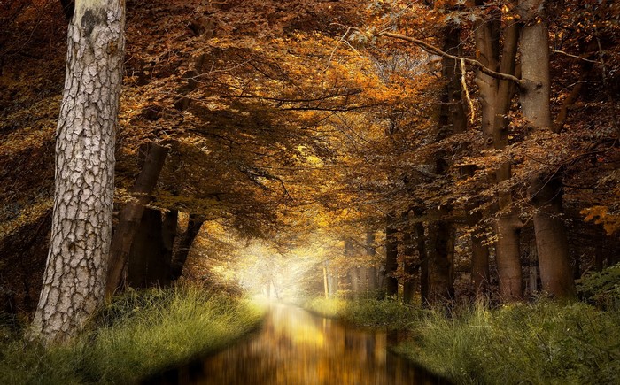 Autumn forest path with a stream