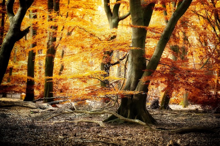 Autumn forest with vibrant orange and yellow leaves
