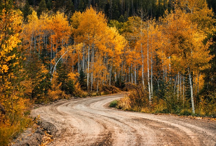 Dirt road winding through autumn forest with golden trees