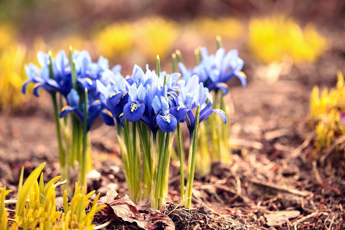 Blue Iris flowers blooming in the garden