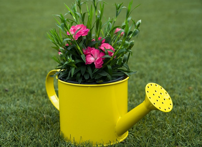 Pink flowers in a yellow watering can on grass
