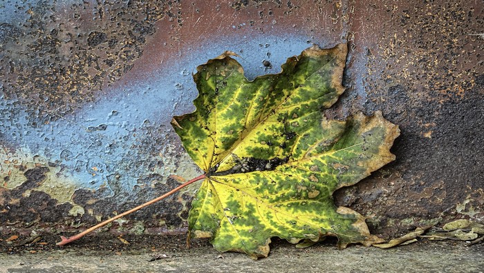 A fallen leaf on a textured, graffiti-covered wall