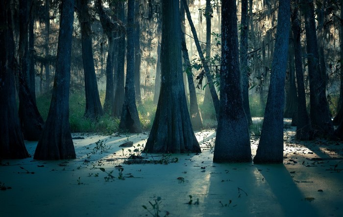 Swamp with cypress trees and murky water