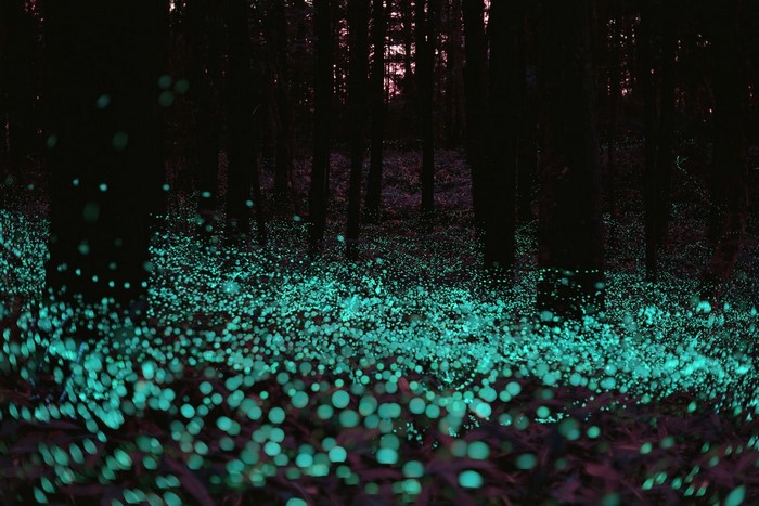 Glowing forest floor at night with trees