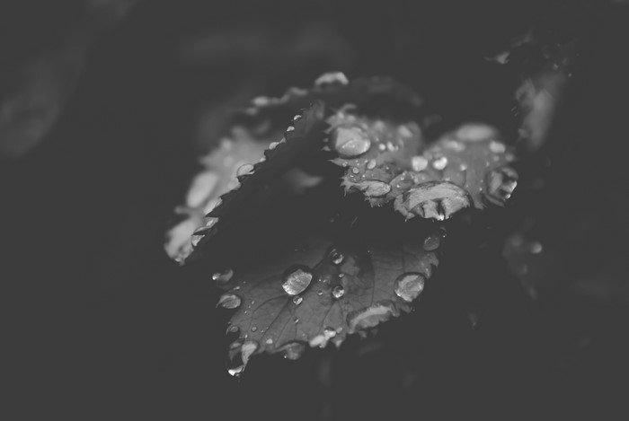 Monochrome close-up of wet leaves with water drops