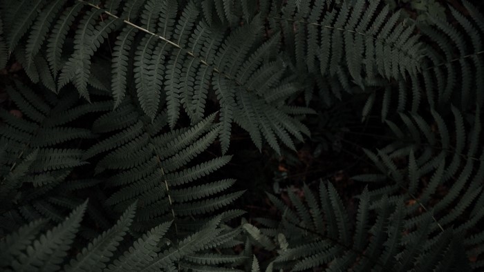 Dark green fern leaves in a forest