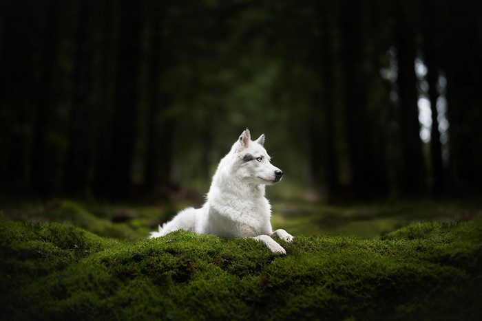 White husky dog lying on moss in a dark forest
